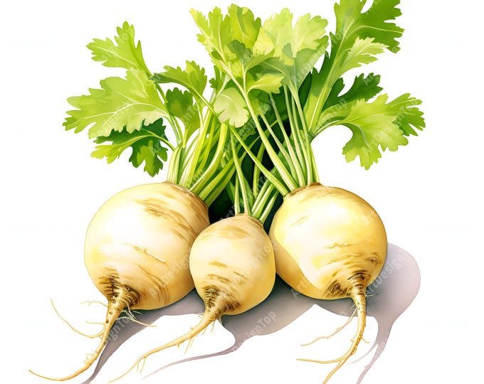 Fresh Turnips Clipart, Parsnip, Farm Root Images, 10 Watercolor Clip Art, Printable JPGs, Instant Download, Commercial Use, Paper craft