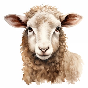 Op de afbeelding: Een close-up portret van een wit schaap met bruine vacht. Het schaap heeft een pluche vacht en kijkt recht in de camera.