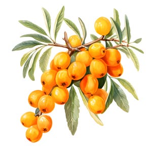 Sanddorn Aquarell Clipart: Hippophae Bilder (JPGs, Kommerzielle Nutzung)