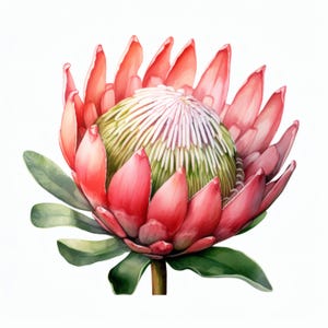 May include: A watercolour painting of a protea flower. The flower features bright pink petals around a green and white centre. Green leaves and a brown stem complete the botanical illustration, set against a white background.