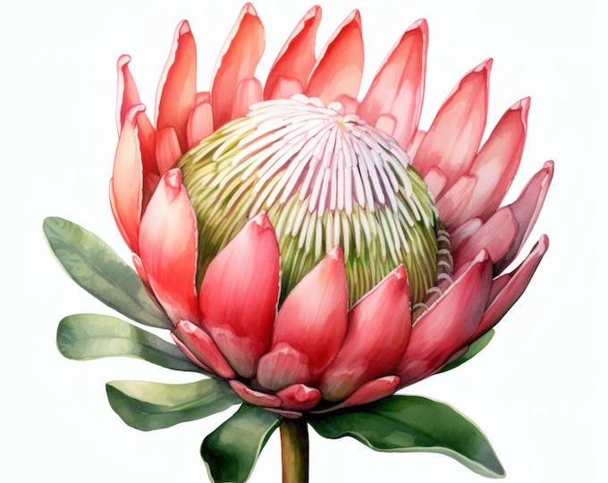 Protea Flower Clipart, Tropical Bloom Images, 10 Watercolor Clip Art, Printable JPGs, Instant Download, Commercial Use, Paper craft