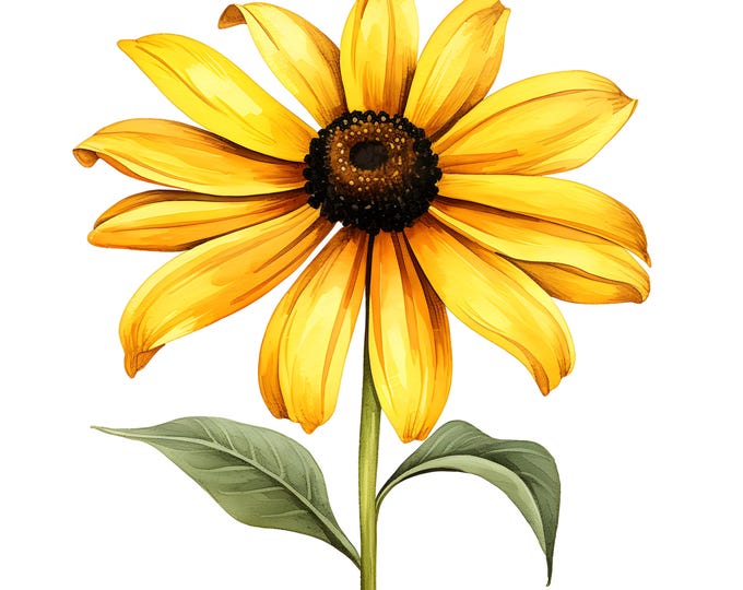 Yellow Flower Clipart, Black Eyed Susan Images, 10 Watercolor Clip Art, Printable JPGs, Instant Download, Commercial Use, Paper craft