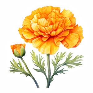 Watercolor Marigold Clipart: 10 Flower Images (Commercial Use) (JPGs)