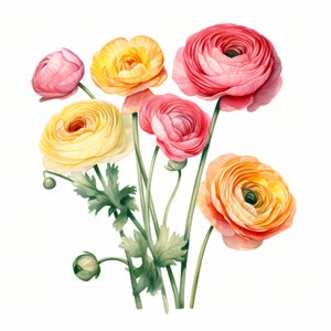 Ranonkel clipart, bloemen boeket afbeeldingen, 10 aquarel illustraties, afdrukbare jpg's, Instant Download, Commercieel gebruik, Papercraft