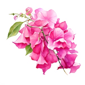 Bougainvillea Clipart, Bougainvillea Flower Images, 10 Watercolor Clip Art, Printable JPGs, Instant Download, Commercial Use, Paper craft