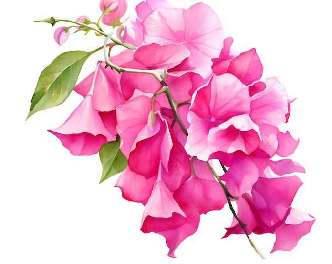 Bougainvillea Clipart, Bougainvillea Flower Images, 10 Watercolor Clip Art, Printable JPGs, Instant Download, Commercial Use, Paper craft