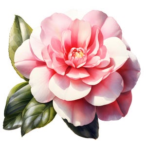 Camellia Clipart, Camellia Flower Images, 10 Watercolor Clip Art, Printable JPGs, Instant Download, Commercial Use, Paper craft