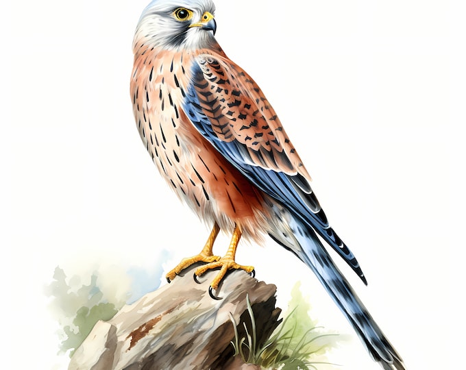 Eurasian Kestrel Clipart, Kestrel Bird Images, 10 Watercolor Clip Art, Printable JPGs, Instant Download, Commercial Use, Paper craft