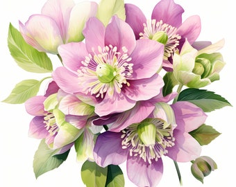Hellebore Clipart, Christmas Rose Flowers Images, 10 Watercolor Clip Art, Printable JPGs, Instant Download, Commercial Use, Paper craft