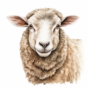 Op de afbeelding: Een aquarel schilderij van een schapenkop. Het schaap heeft een wit gezicht met bruin haar rond de ogen en een bruine neus. Het schaap kijkt recht naar de kijker met een zachte uitdrukking.