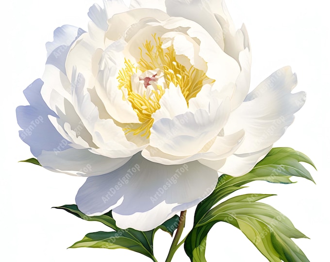 White Peony Clipart, Peony Flowers Images, 10 Watercolor Clip Art, Printable JPGs, Instant Download, Commercial Use, Paper craft
