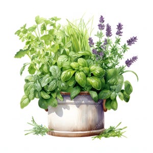 Puede incluir: Una maceta de cerámica blanca llena de una variedad de hierbas frescas, incluyendo albahaca, lavanda y cebollino. La maceta tiene un estilo rústico, de granja.