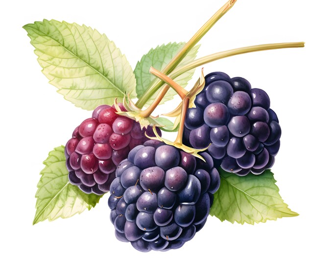 Dewberry Clipart, Wild Berries Images, 10 Watercolor Clip Art, Printable JPGs, Instant Download, Commercial Use, Paper craft