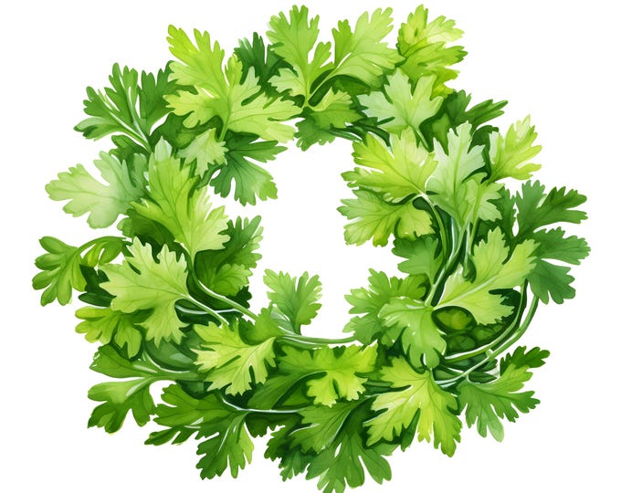 Cilantro Wreath Clipart, Wreath Cilantro Leaves Images, 10 Watercolor Clip Art, Printable JPGs, Instant Download, Commercial Use
