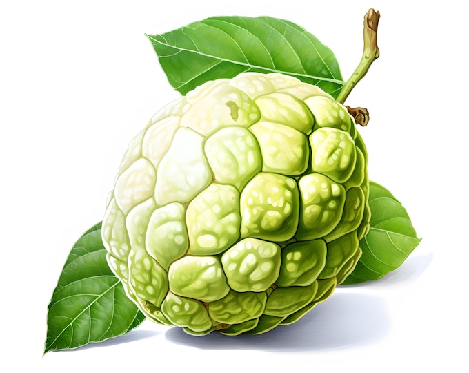 Custard Apples Clipart, Sugar Apples Images, 10 Watercolor Clip Art, Printable JPGs, Instant Download, Commercial Use, Paper craft