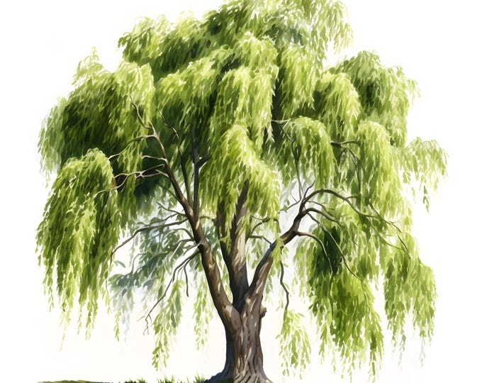 Willow Tree Clipart, Fuzzy Willow Tree Images, 10 Watercolor Clip Art, Printable JPGs, Instant Download, Commercial Use, Paper craft