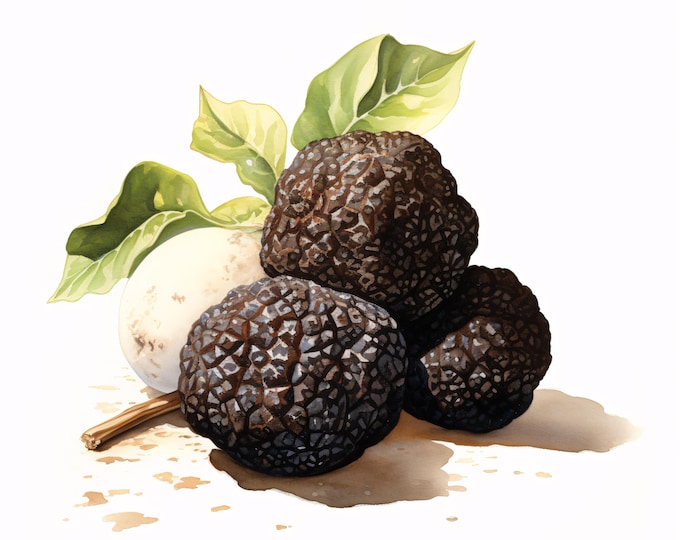 Truffle Clipart, Mushroom Food Images, 10 Watercolor Clip Art, Printable JPGs, Instant Download, Commercial Use, Paper craft