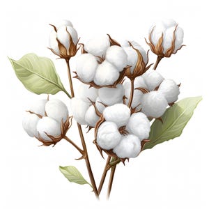 Watercolor Cotton Flower Clipart: Printable Cotton Bolls (JPGs, Commercial Use)