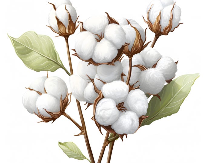 Cotton Clipart, Cotton Flowers Images, 10 Watercolor Clip Art, Printable JPGs, Instant Download, Commercial Use, Paper craft