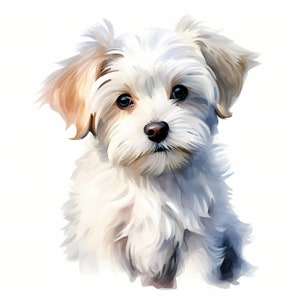 Maltese Clipart, Maltese Dog Images, 10 Watercolor Clip Art, Printable JPGs, Instant Download, Commercial Use, Paper craft
