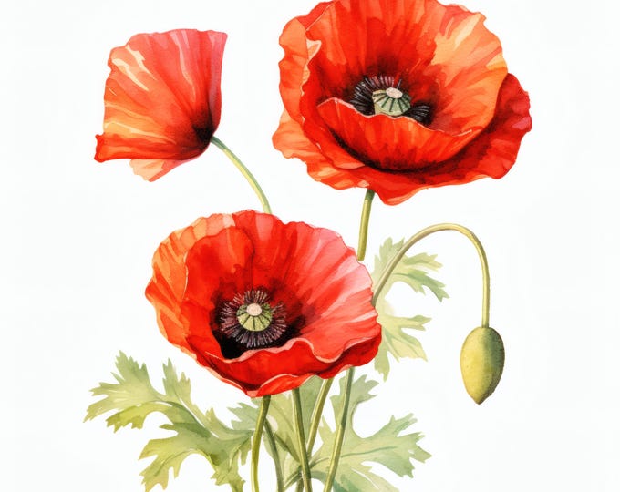 Poppy Flowers Clipart, Red Bloom Images, 10 Watercolor Clip Art, Printable JPGs, Instant Download, Commercial Use, Paper craft