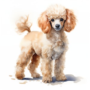 Watercolor Poodle Clipart: Dog Breed Art (JPG Digital Download)