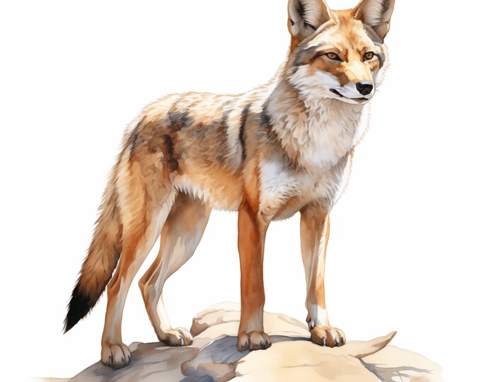 Jackal Clipart, Jackal Images, 10 Watercolor Clip Art, Printable JPGs, Instant Download, Commercial Use, Paper craft