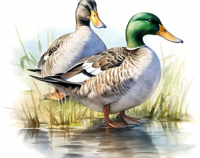 Ducks Clipart, Mallard Ducks Images, 10 Watercolor Clip Art, Printable JPGs, Instant Download, Commercial Use, Paper craft