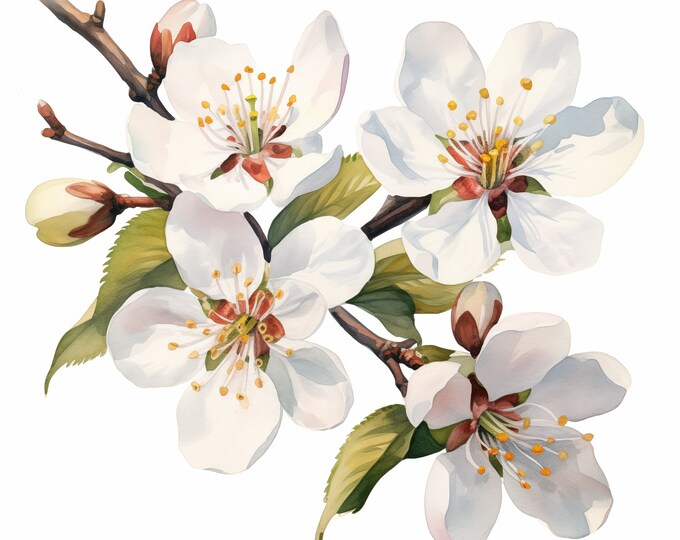 Plum Blossoms Clipart, White Plum Blossoms Images, 10 Watercolor Clip Art, Printable JPGs, Instant Download, Commercial Use, Paper craft