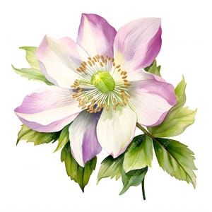 Clipart de Hellebore, Imagens de Rosas de Natal, 10 Clip Art em Aquarela, JPGs para Impressão, Download Instantâneo, Uso Comercial, Artesanato em Papel