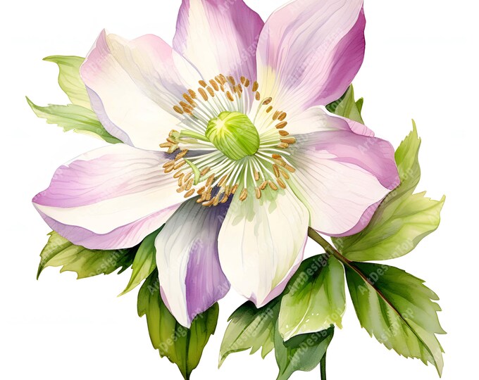 Hellebore Clipart, Christmas Rose Images, 10 Watercolor Clip Art, Printable JPGs, Instant Download, Commercial Use, Paper craft