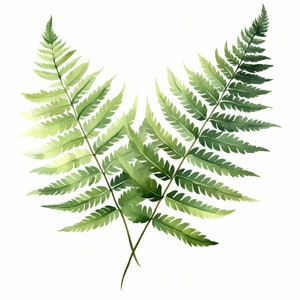 Clipart de feuilles de fougère, Images de feuilles de fougère forestière, 10 cliparts aquarelle, fichiers JPG imprimables, téléchargement immédiat, usage commercial, créations en papier