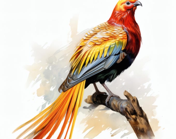 Golden Pheasant Clipart, Colorful Bird Images, 10 Watercolor Clip Art, Printable JPGs, Instant Download, Commercial Use, Paper Craft