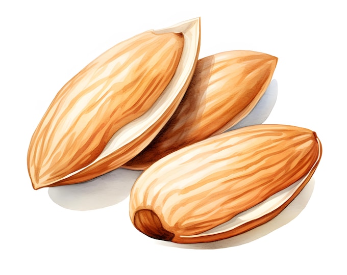 Almond Clipart, Nuts Images, 10 Watercolor Clip Art, Printable JPGs, Instant Download, Commercial Use, Paper craft