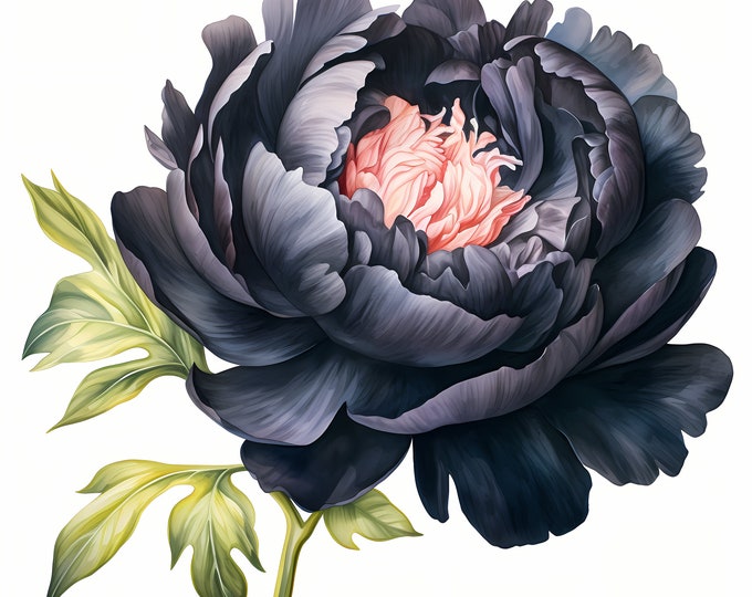 Black Peony Clipart, Peony Flowers Images, 10 Watercolor Clip Art, Printable JPGs, Instant Download, Commercial Use, Paper craft