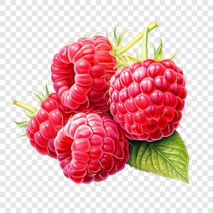 Puede incluir: Primer plano de un grupo de frambuesas rojas maduras, con tallos verdes y una hoja verde. Las frutas presentan una textura detallada y realista. La imagen está sobre un fondo transparente, resaltando las frambuesas.