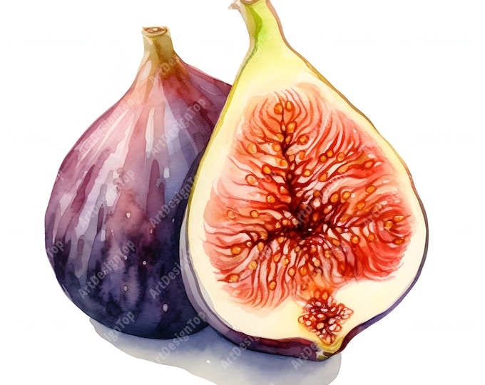 Fig Clipart, Fig Branch Images, 10 Watercolor Clip Art, Printable JPGs, Instant Download, Commercial Use, Paper craft