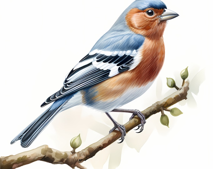 Chaffinch Clipart, Chaffinch Bird Images, 10 Watercolor Clip Art, Printable JPGs, Instant Download, Commercial Use, Paper craft