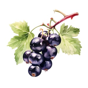Clipart z czarną porzeczką, Obrazy z czarną porzeczką, 10 Akwareli Clip Art, Wydrukowalne JPG, Natychmiastowe pobieranie, Wykorzystanie komercyjne, Rękodzieło papierowe