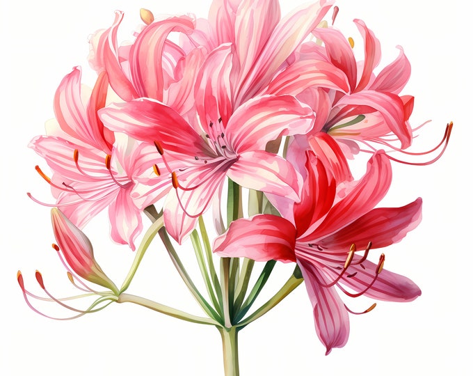 Pink Nerine Clipart, Nerine Flowers Images, 10 Watercolor Clip Art, Printable JPGs, Instant Download, Commercial Use, Paper craft