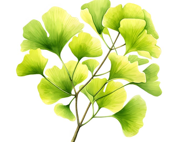Ginkgo Leaves Clipart, Ginkgo Biloba Images, 10 Watercolor Clip Art, Printable JPGs, Instant Download, Commercial Use, Paper craft
