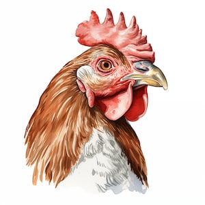 Chicken Clipart, Chicken Images, 14 Watercolor Clip Art, Printable JPGs, Instant Download, Commercial Use, Paper craft
