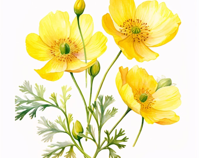 Buttercup Floral Clipart, Buttercup Floral Images, 10 Watercolor Clip Art, Printable JPGs, Instant Download, Commercial Use, Paper craft