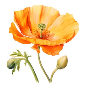 Kalifornischer Mohn Clipart, Gelber Mohn, 10 Aquarell Clip Art, druckbare JPGs, Sofort Download, kommerzielle Nutzung, Papiermodell