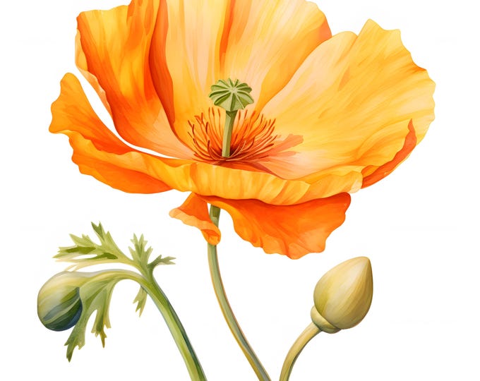 California Poppy Clipart, Yellow Poppy Images, 10 Watercolor Clip Art, Printable JPGs, Instant Download, Commercial Use, Paper craft