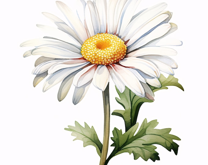 Daisy Clipart, Daisy Flowers Images, 10 Watercolor Clip Art, Printable JPGs, Instant Download, Commercial Use, Paper craft