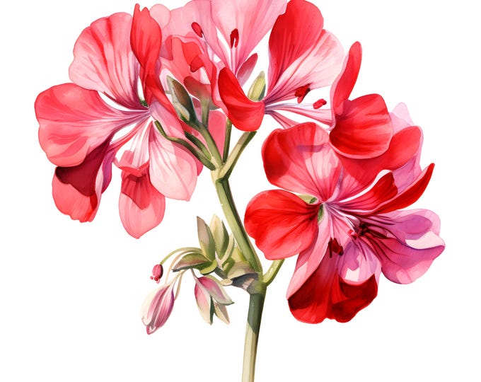 Pelargonium Clipart, Geranium Images, 10 Watercolor Clip Art, Printable JPGs, Instant Download, Commercial Use, Paper craft