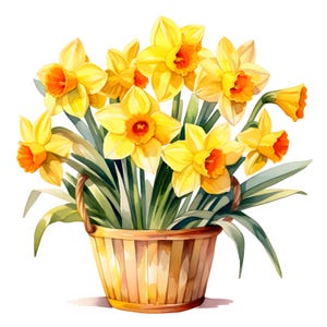 Daffodils in Basket Watercolor Clipart: Spring Flower Images (JPGs, Commercial Use)