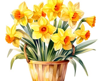 Daffodils in Basket Watercolor Clipart: Spring Flower Images (JPGs, Commercial Use)