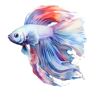 Betta Fish Clipart, Aquarium Fishes Images, 10 Watercolor Clip Art, Printable JPGs, Instant Download, Commercial Use, Paper craft